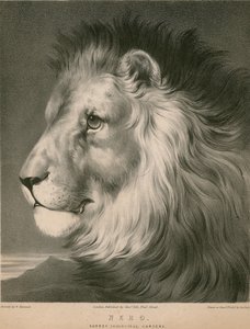 Nero the lion, Surrey Zoological Gardens, London  by William Barraud